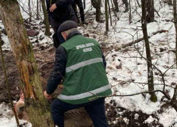 На Черкащині браконьєри вполювали вагітну самку дикого кабана