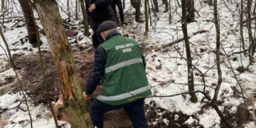 На Черкащині браконьєри вполювали вагітну самку дикого кабана