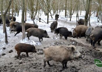 На Черкащині лісівники розводять диких кабанів (ФОТО)