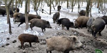 На Черкащині лісівники розводять диких кабанів (ФОТО)