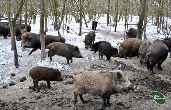 На Черкащині лісівники розводять диких кабанів (ФОТО)