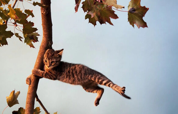 На Черкащині прогнозують посилення вітру