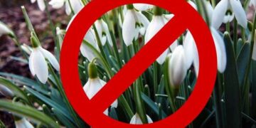 На Черкащині в “Холодному Яру” зацвіли підсніжники: чому відвідування заборонено
