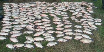 На Миколаївщині браконьєр виловив понад 200 кг риби