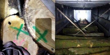 На Полтавщині викрили махінації з деревиною