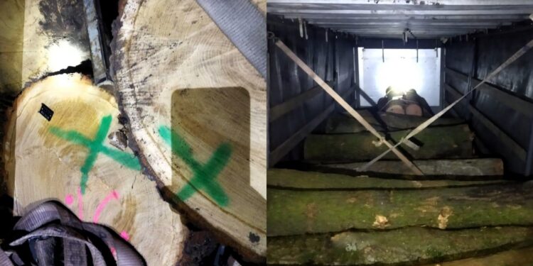 На Полтавщині викрили махінації з деревиною