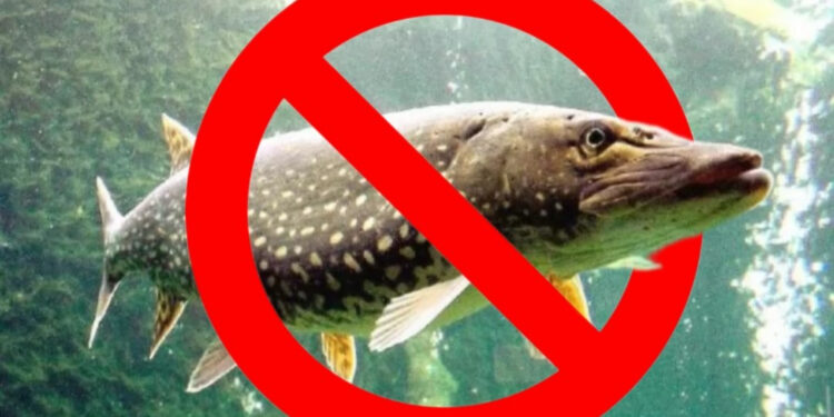 На Прикарпатті заборонили ловити щук до кінця березня