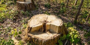 На Уманщині чоловік, який самовільно позрізав дерева, сплатить 17 тисяч штрафу