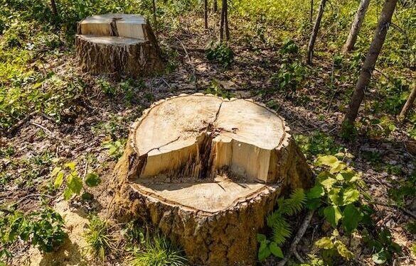 На Уманщині чоловік, який самовільно позрізав дерева, сплатить 17 тисяч штрафу