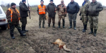 На Житомирщині почали відстрілювати диких лисиць: де саме та чому | Журнал Житомира