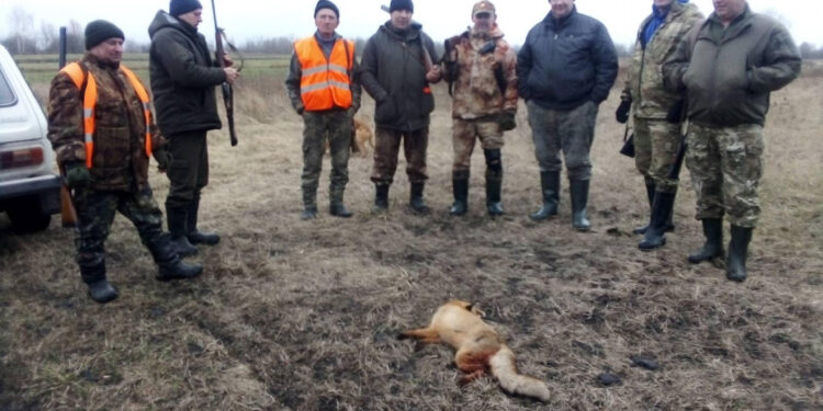 На Житомирщині почали відстрілювати диких лисиць: де саме та чому | Журнал Житомира