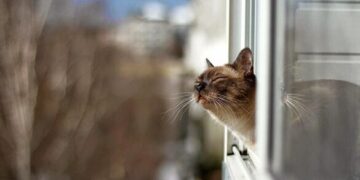 Найтепліша доба: на Черкащині зафіксували новий температурний рекорд за 77 років спостережень