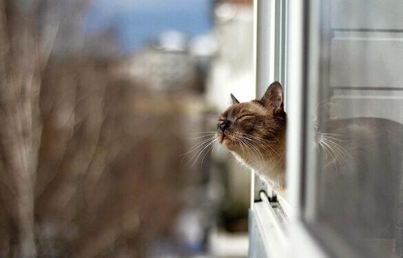 Найтепліша доба: на Черкащині зафіксували новий температурний рекорд за 77 років спостережень