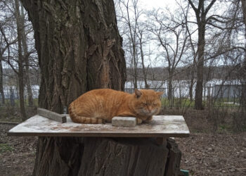 Новий температурний рекорд у лютому 2024 року у Запоріжжі | Новости Запорожья