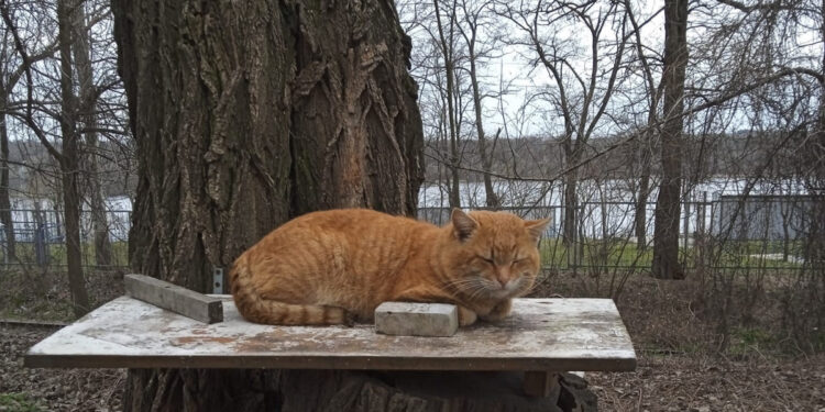 Новий температурний рекорд у лютому 2024 року у Запоріжжі | Новости Запорожья