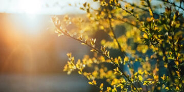 Синоптики зафіксували на Черкащині температурні рекорди