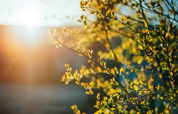 Синоптики зафіксували на Черкащині температурні рекорди