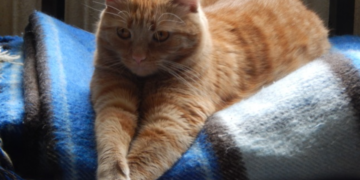 У яких будинках у Запоріжжі немає тепла 4 лютого – адреси відключень опалення | Новости Запорожья