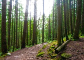 У Миколаєві підозрюється ексдиректор держпідприємства