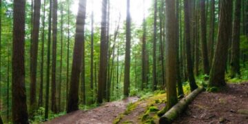 У Миколаєві підозрюється ексдиректор держпідприємства