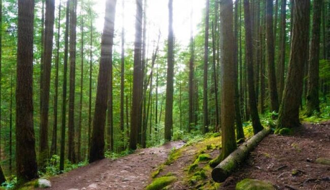 У Миколаєві підозрюється ексдиректор держпідприємства