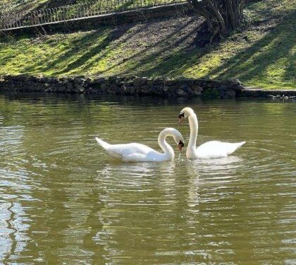 У Стрийський парк після зимівлі повернулися лебеді