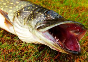 У Запорізькій області заборонять виловлювати щуку – з якого числа | Новости Запорожья