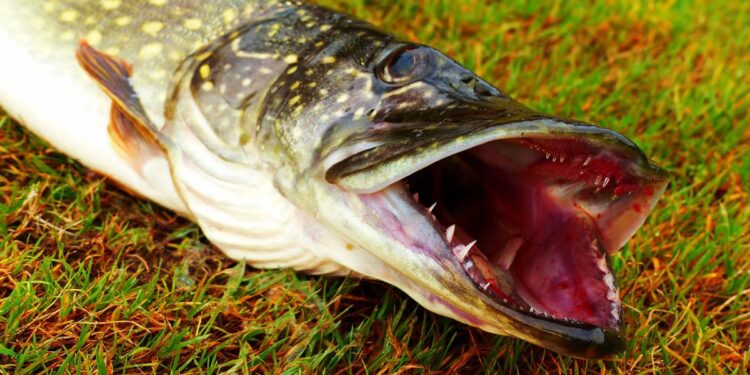 У Запорізькій області заборонять виловлювати щуку – з якого числа | Новости Запорожья