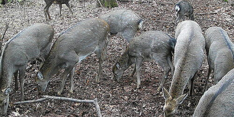 В мисливських угіддях Житомирщини розпочався облік тварин | Журнал Житомира