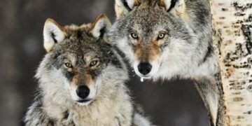 В Одеській області з’явилися зграї вовків – ДПСУ – Новини Одеської області