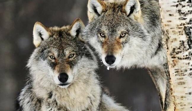 В Одеській області з’явилися зграї вовків – ДПСУ – Новини Одеської області