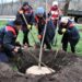 Висадка дерев у Полтаві: план на весну 2024 року – ПОЛТАВА СЬОГОДНІ