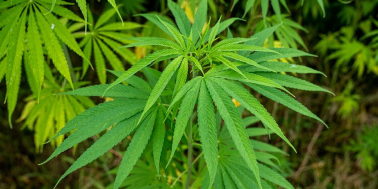 Завод з перероблення конопель інвестори втілюють на Житомирщині | Журнал Житомира