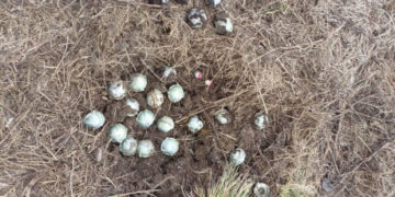 21 березня: що відбувалось у Сумах і на Сумщині у четвер – Область – Сумские новости