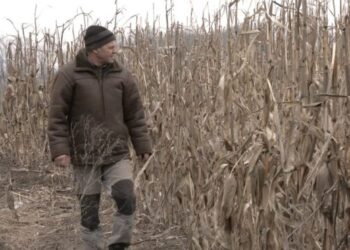 Що сіяти аграріям на Черкащині, аби мати прибуток – ЭКОНОМИКА