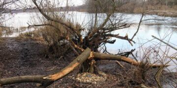 У Київській області бобри масово знищують дерева: подробиці (Фото) | Новини Київ