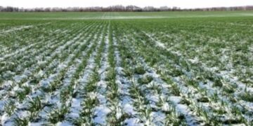В Україні 300 тис га посівів озимих культур потрібно буде пересіяти – ЭКОНОМИКА