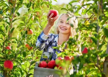 В Україні розширили умови надання грантів на садівництво та виноградарство – ЭКОНОМИКА
