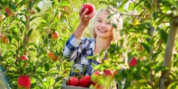 В Україні розширили умови надання грантів на садівництво та виноградарство – ЭКОНОМИКА