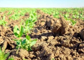 На Херсонщині збільшують площі вирощування сільгосппродукції – ЭКОНОМИКА