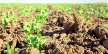 На Херсонщині збільшують площі вирощування сільгосппродукції – ЭКОНОМИКА