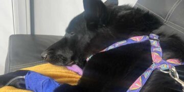 У Києві почали масово труїти собак: мешканців попередили про небезпеку | Новини Київ