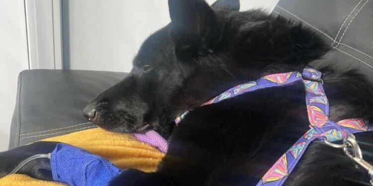 У Києві почали масово труїти собак: мешканців попередили про небезпеку | Новини Київ