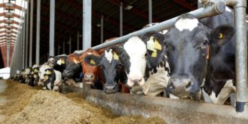 Озвучено головний світовий тренд у виробництві молока – ЭКОНОМИКА