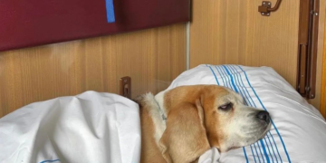 “Укрзалізниця” спільно з UAnimals змінить правила перевезення тварин | Новини Київ