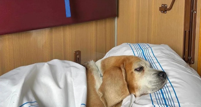 “Укрзалізниця” спільно з UAnimals змінить правила перевезення тварин | Новини Київ