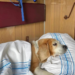 “Укрзалізниця” спільно з UAnimals змінить правила перевезення тварин | Новини Київ