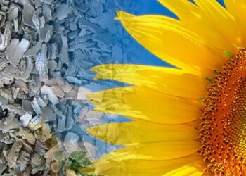 Євросоюз нарощує імпорт соняшникового та ріпакового шроту з рф та білорусі – ЭКОНОМИКА