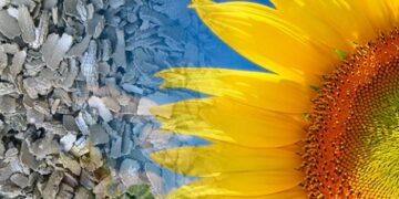 Євросоюз нарощує імпорт соняшникового та ріпакового шроту з рф та білорусі – ЭКОНОМИКА