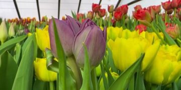 На Чернігівщині родина квітникарів вирощує в теплиці 50 тисяч тюльпанів – ЭКОНОМИКА